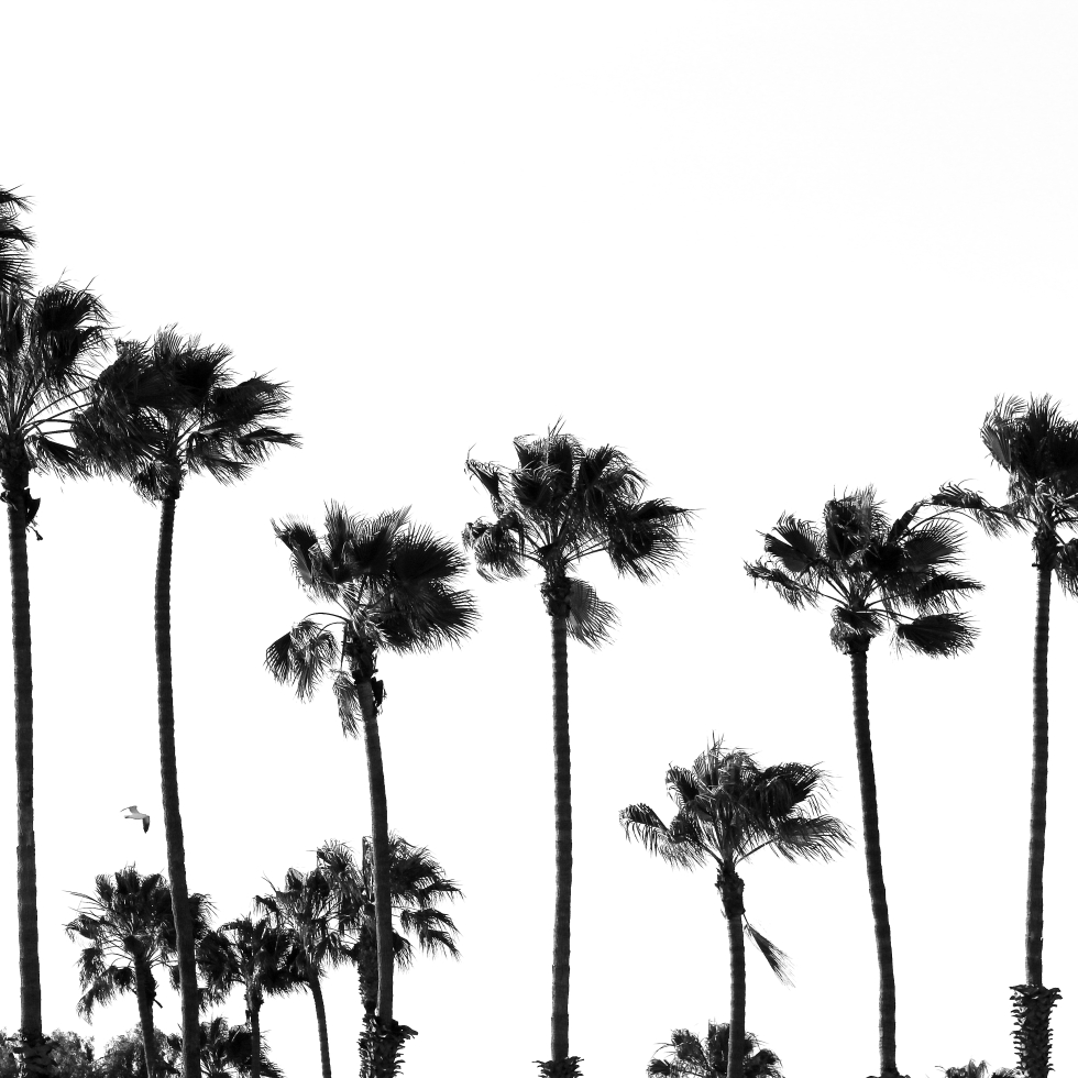 black and white long beach palm trees